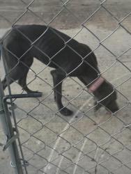 Found/Stray Female Dog last seen Painted horse , Rain dance , war cloud , great spirit, San Antonio, TX 78242