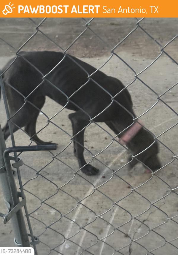 Found/Stray Female Dog last seen Painted horse , Rain dance , war cloud , great spirit, San Antonio, TX 78242
