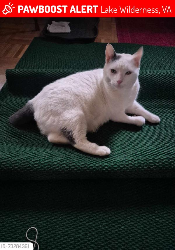 Lost Male Cat last seen Lake Wilderness/ Ellwood Manor/ NPS Federal Line Trail Head, Lake Wilderness, VA 22551