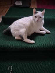 Lost Male Cat last seen Lake Wilderness/ Ellwood Manor/ NPS Federal Line Trail Head, Lake Wilderness, VA 22551