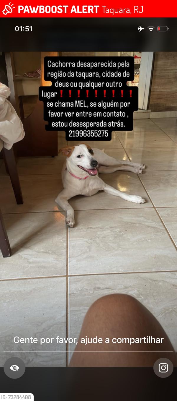 Lost Female Dog last seen Merk taquara, cidade de deus ou qualquer outro lugar., Taquara, RJ 