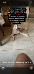 Lost Female Dog last seen Merk taquara, cidade de deus ou qualquer outro lugar., Taquara, RJ 