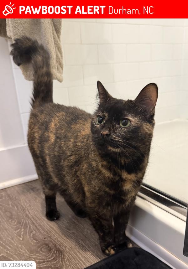 Lost Female Cat last seen Merrion Ave & Davis drive, Sheetz Gas Station, Durham, NC 27703