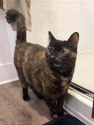 Lost Female Cat last seen Merrion Ave & Davis drive, Sheetz Gas Station, Durham, NC 27703