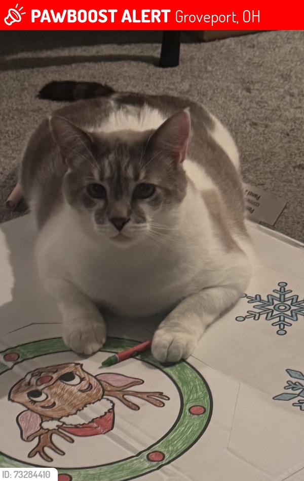 Lost Male Cat last seen Red Alder Street and Pecan Street Groveport Ohio, Groveport, OH 43125