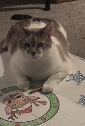 Lost Male Cat last seen Red Alder Street and Pecan Street Groveport Ohio, Groveport, OH 43125