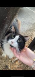 Found/Stray Male Cat last seen Element apmt complex, Arlington, TX 76011