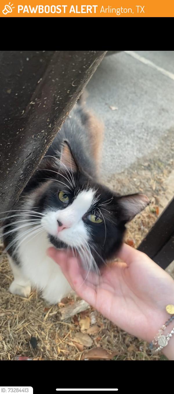 Found/Stray Male Cat last seen Element apmt complex, Arlington, TX 76011