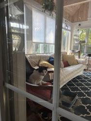 Reunited Unknown Cat last seen Near Bailey’s Seafood restaurant, Scarborough, ME 04074