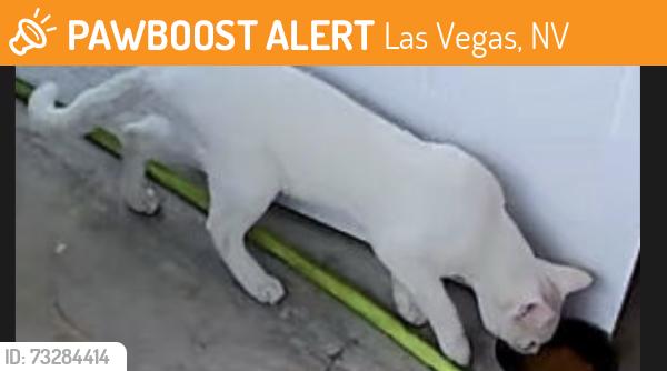 Found/Stray Male Cat last seen Ann and 95, Las Vegas, NV 89149