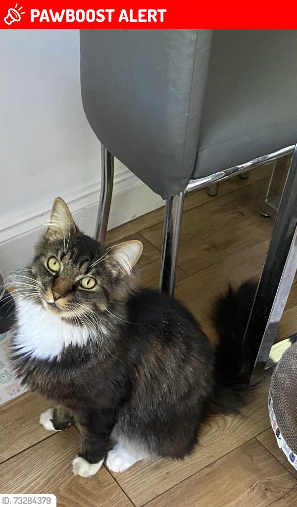 Lost Male Cat last seen Near Bedminster Road, Bedminster, England BS3 5NP