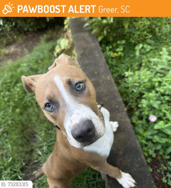 Found/Stray Female Dog last seen Hudson Rd, Greer, SC 29651