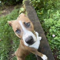 Found/Stray Female Dog last seen Hudson Rd, Greer, SC 29651