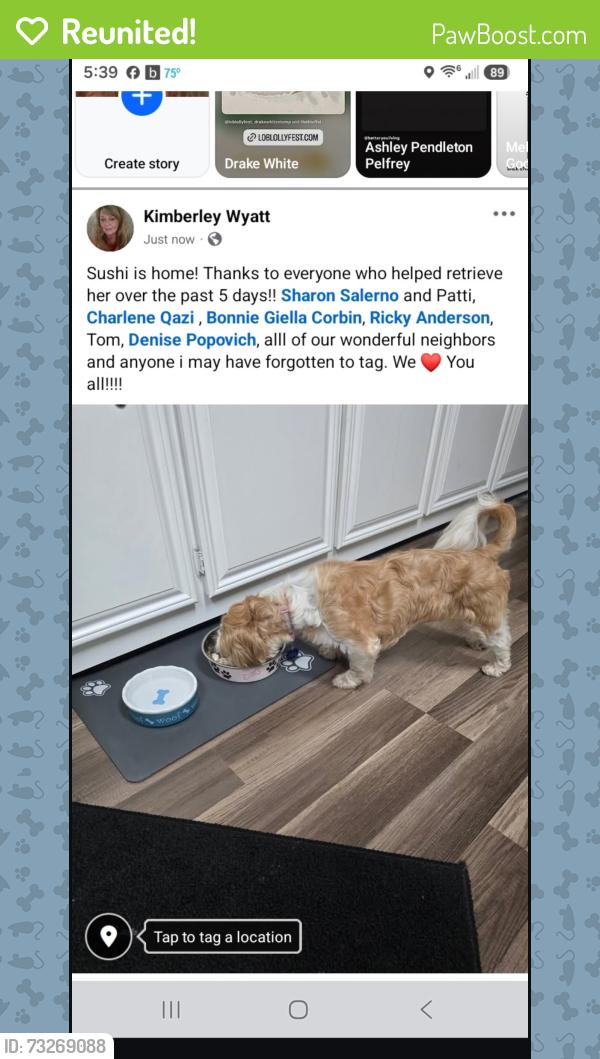 Reunited Female Dog last seen Clinton Road and Padadena Road at 810 am on Aug/17., Dade City, FL 33525