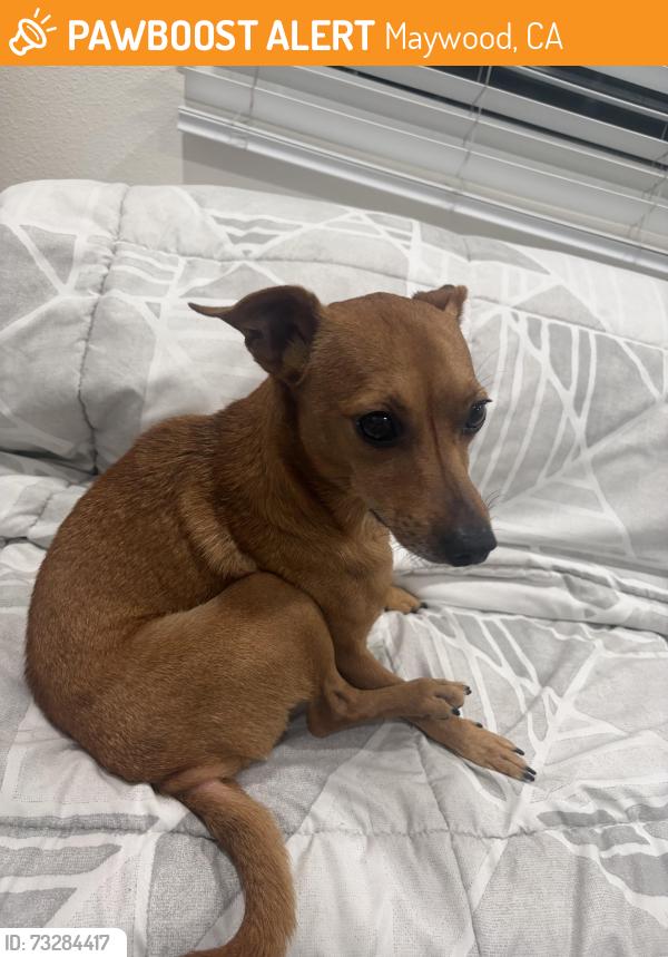 Found/Stray Male Dog last seen Superior grocers, Maywood, CA 90270