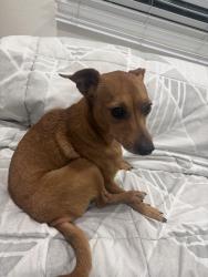 Found/Stray Male Dog last seen Superior grocers, Maywood, CA 90270