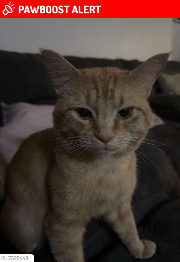 Lost Male Cat last seen Near 3955 US Highway 1 in Monmouth Junction, NJ 08852, South Brunswick Township, NJ 08902