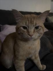 Lost Male Cat last seen Near 3955 US Highway 1 in Monmouth Junction, NJ 08852, South Brunswick Township, NJ 08902