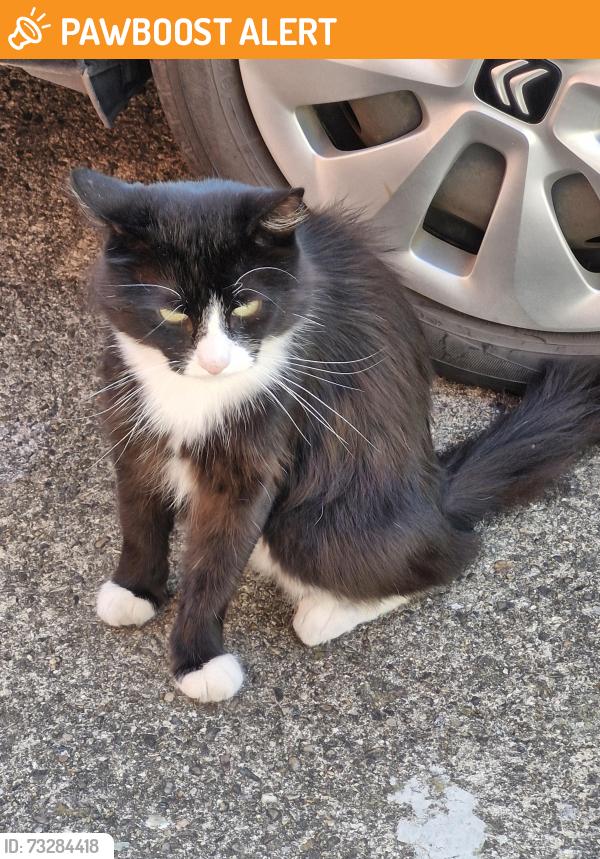 Found/Stray Male Cat last seen Ventnor rise, Nottingham, England NG5 1NW