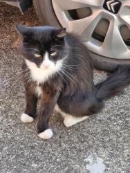 Found/Stray Male Cat last seen Ventnor rise, Nottingham, England NG5 1NW