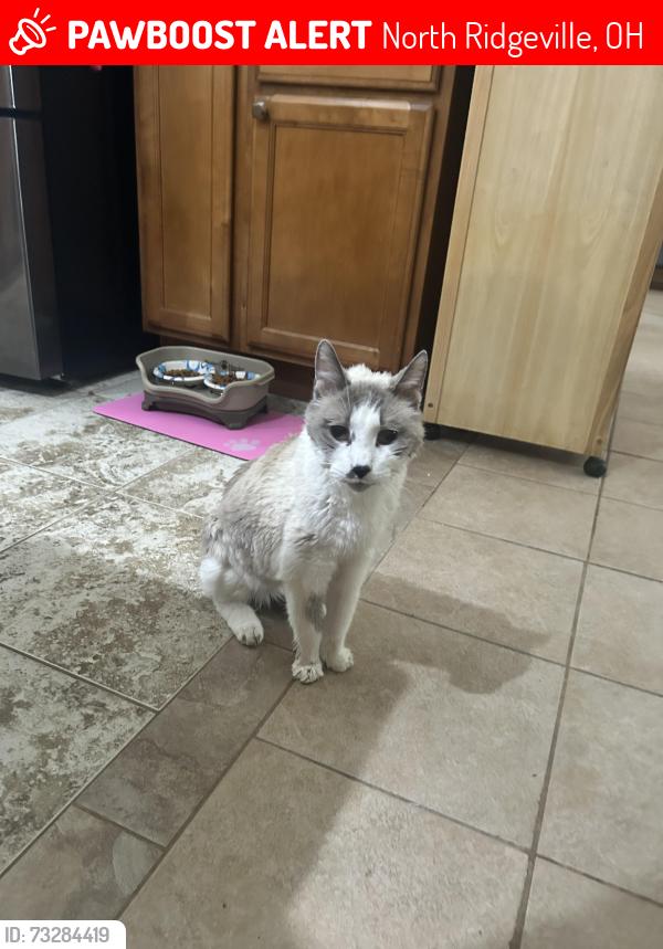 Lost Male Cat last seen Mills Creek North, North Ridgeville, OH 44039