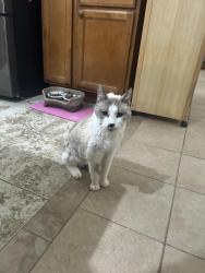 Lost Male Cat last seen Mills Creek North, North Ridgeville, OH 44039