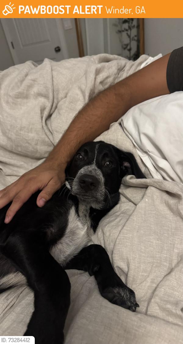 Found/Stray Male Dog last seen Westlyn neighborhood in Winder near Statham, Winder, GA 30680