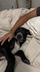 Found/Stray Male Dog last seen Westlyn neighborhood in Winder near Statham, Winder, GA 30680