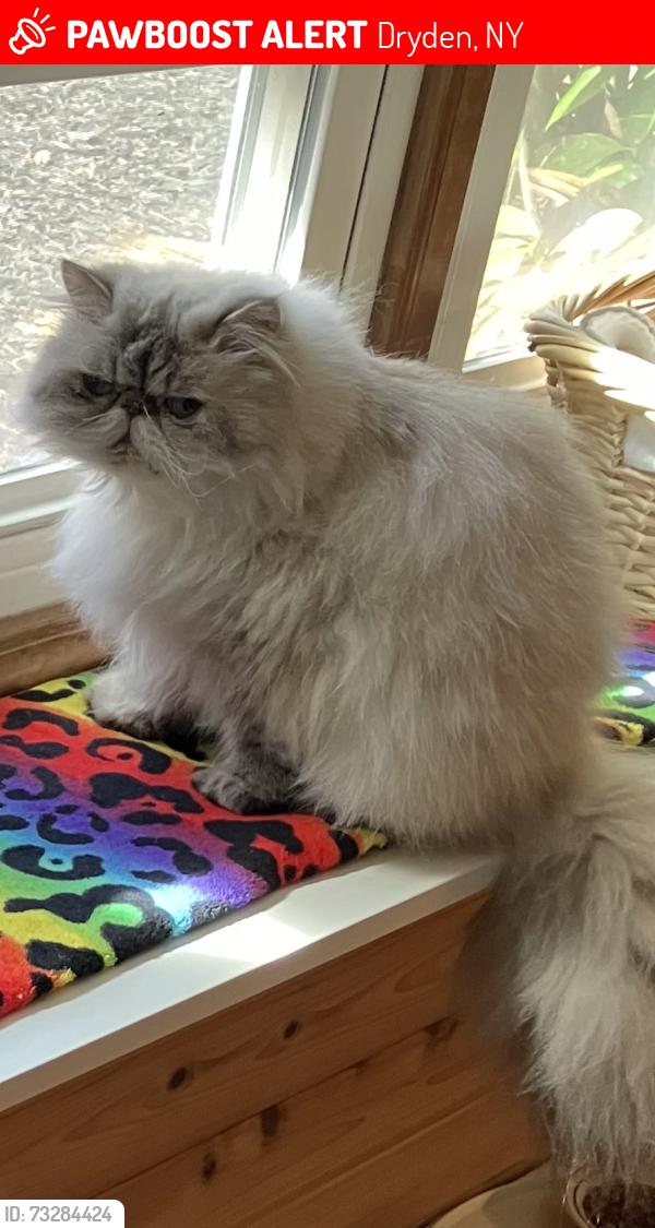 Lost Male Cat last seen Near Hanshaw Rd & Lower Creek Rd, Dryden, NY 14850
