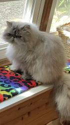 Lost Male Cat last seen Near Hanshaw Rd & Lower Creek Rd, Dryden, NY 14850