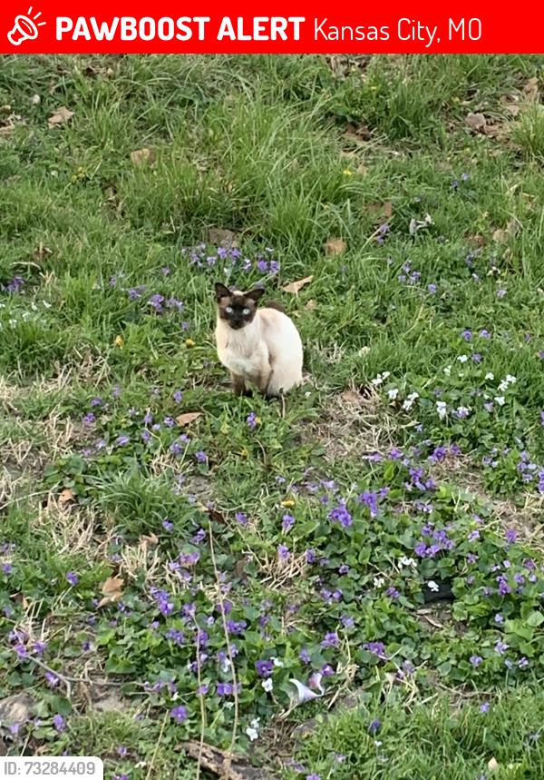 Lost Male Cat last seen Sni a bar rd &49th, Kansas City, MO 64129