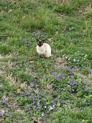 Lost Male Cat last seen Sni a bar rd &49th, Kansas City, MO 64129