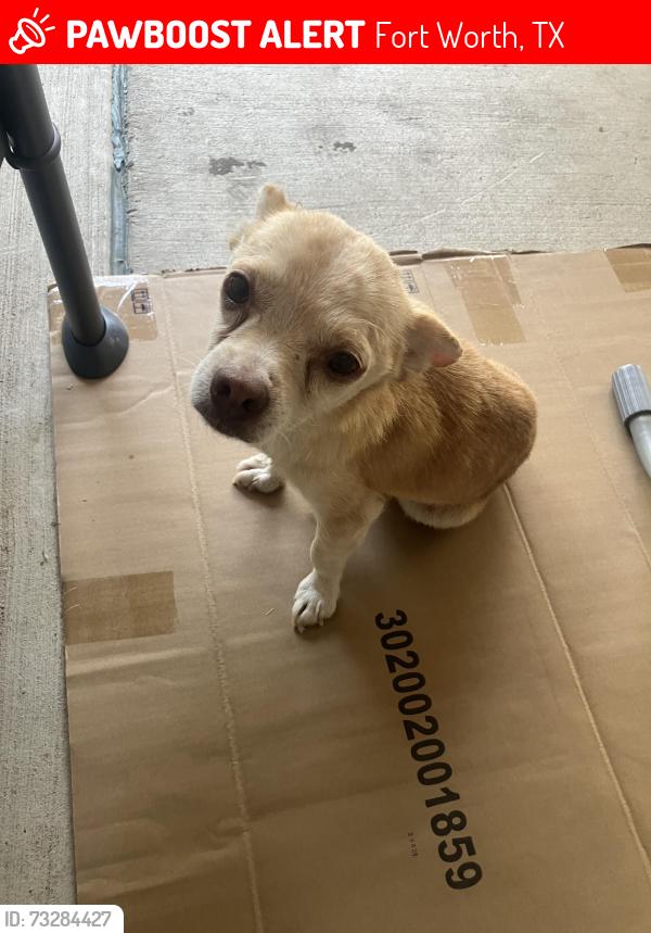 Lost Male Dog last seen E. Berry street & E. Bowie street, Fort Worth, TX 76110