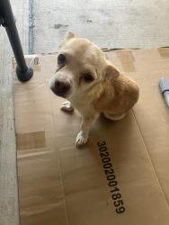 Lost Male Dog last seen E. Berry street & E. Bowie street, Fort Worth, TX 76110