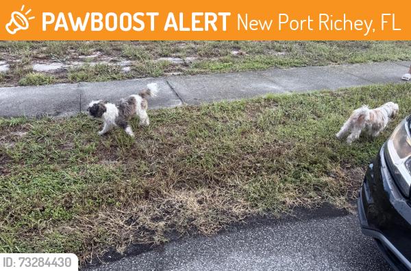 Found/Stray Unknown Dog last seen Grand, New Port Richey, FL 34652