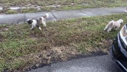 Found/Stray Unknown Dog last seen Grand, New Port Richey, FL 34652