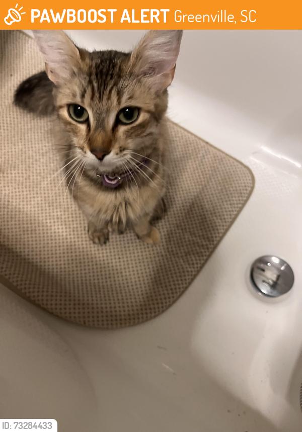 Found/Stray Female Cat last seen Edwards and Berryhill, Greenville, SC 29615