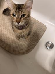 Found/Stray Female Cat last seen Edwards and Berryhill, Greenville, SC 29615