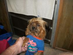 Lost Male Dog last seen Near hesskett ln, Keystone Heights, FL 32656