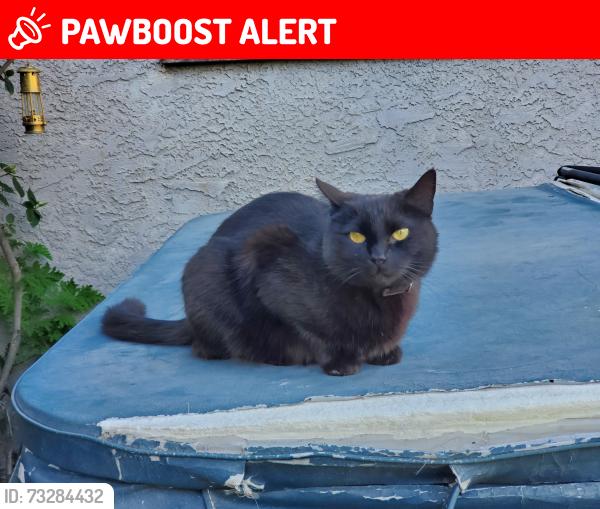 Lost Female Cat last seen Flournoy Ave and 27th street, Manhattan Beach, CA 90266