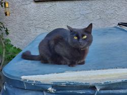 Lost Female Cat last seen Flournoy Ave and 27th street, Manhattan Beach, CA 90266