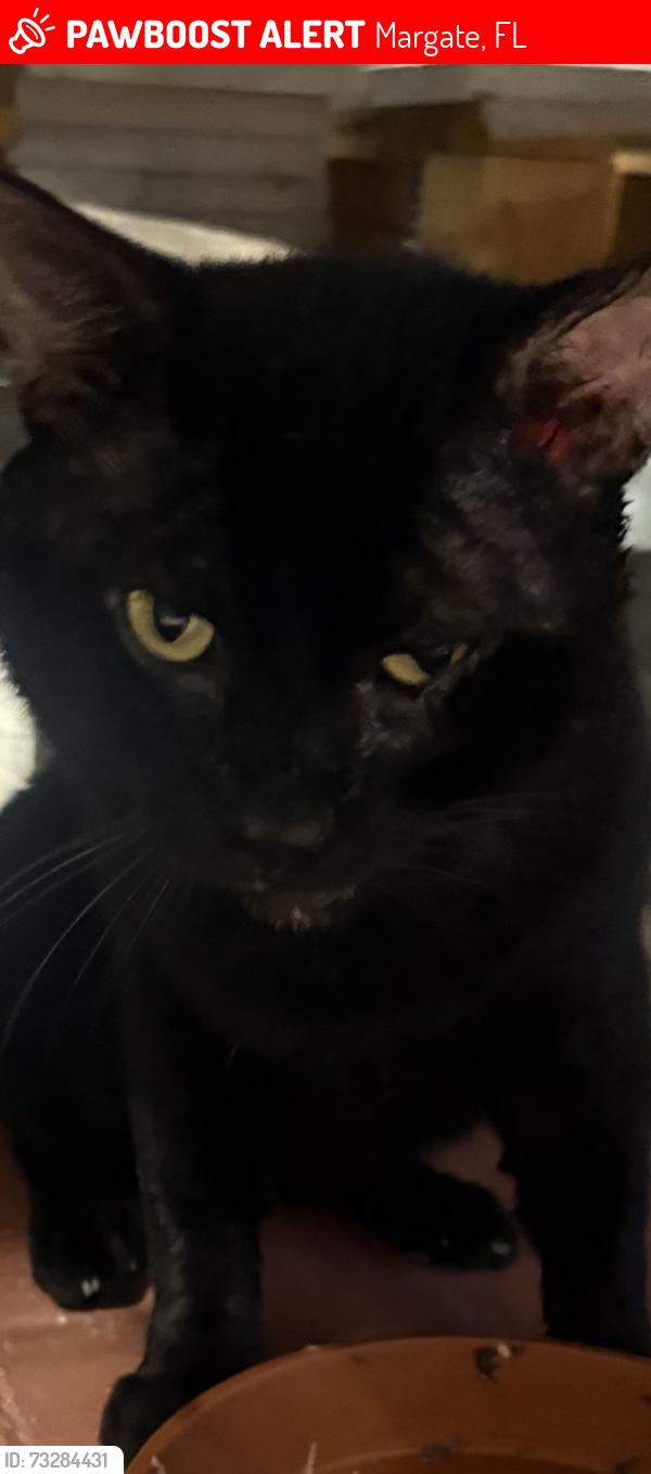 Lost Male Cat last seen margate police station, Margate, FL 33063