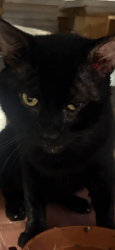 Lost Male Cat last seen margate police station, Margate, FL 33063