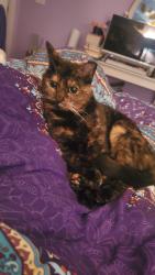 Lost Female Cat last seen Bridle Boast and Elan Hall Rds, Cary, NC 27519