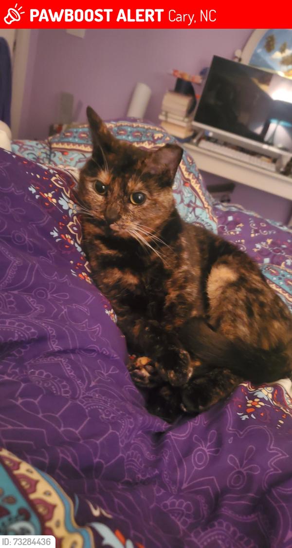 Lost Female Cat last seen Bridle Boast and Elan Hall Rds, Cary, NC 27519