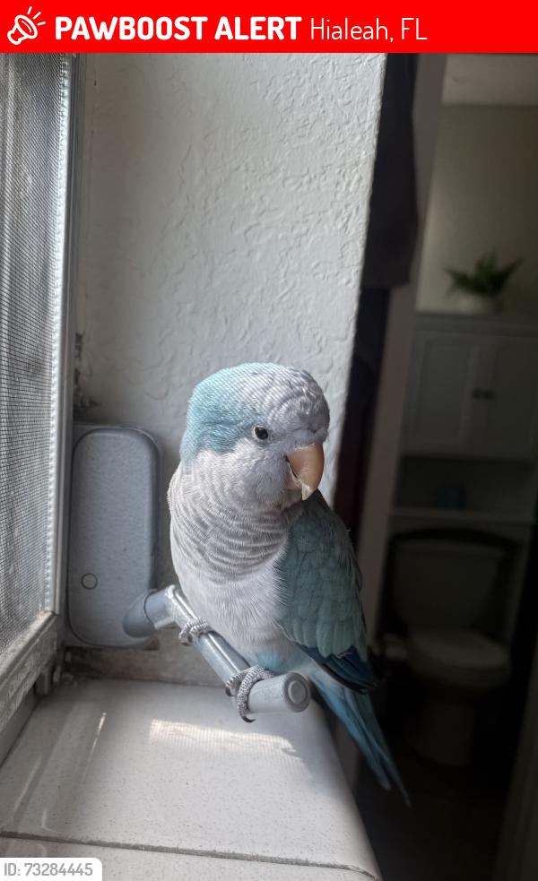 Lost Male Bird last seen West 24th Street, Hialeah, FL 33010