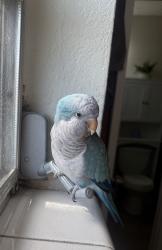 Lost Male Bird last seen West 24th Street, Hialeah, FL 33010