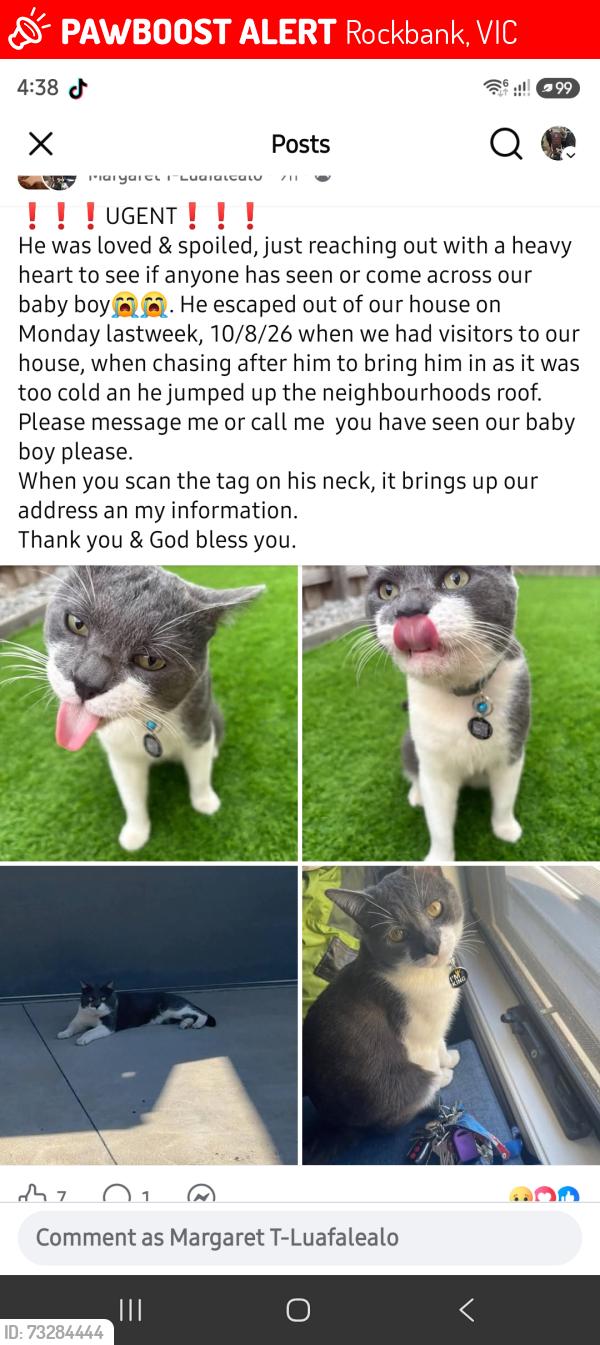 Lost Male Cat last seen FUCHSIA DRIVE, Rockbank, VIC 3335