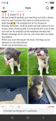 Lost Male Cat last seen FUCHSIA DRIVE, Rockbank, VIC 3335