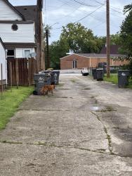 Found/Stray Unknown Dog last seen 28th and N College Ave., Indianapolis, IN 46205